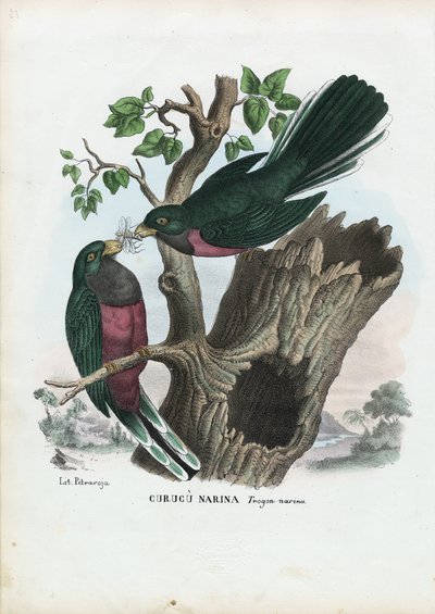 Narina Trogon, 1863-79 by Raimundo Petraroja